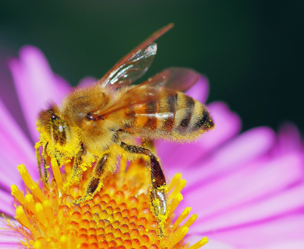 bee pollen